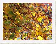 2006-10-21_11-31-59_octobre_200,0mm_1_60_eme_DiMAGE A2 * 2560 x 1920 * (1.66MB)